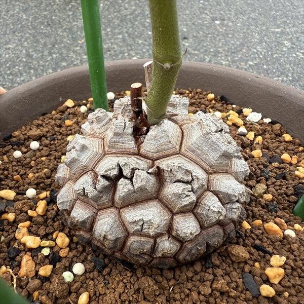 楽天市場】コーデックス：アフリカ亀甲竜*塊根幅7.5cm 現品！一品