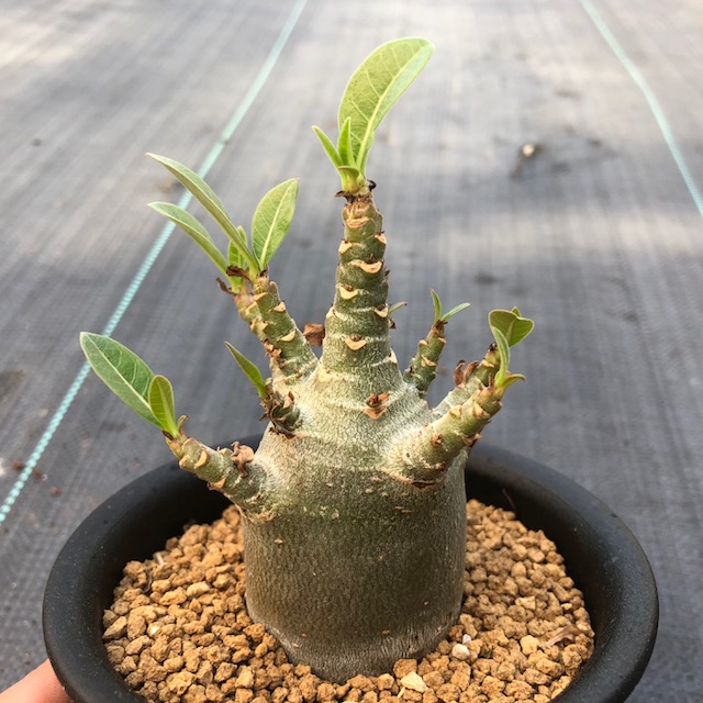 楽天市場】多肉植物：コーデックス・アデニウム(砂漠のバラ