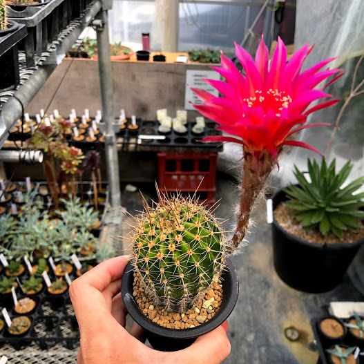 楽天市場】サボテン：ロビオプシス SP*幅4cm : 遊恵盆栽 楽天市場店