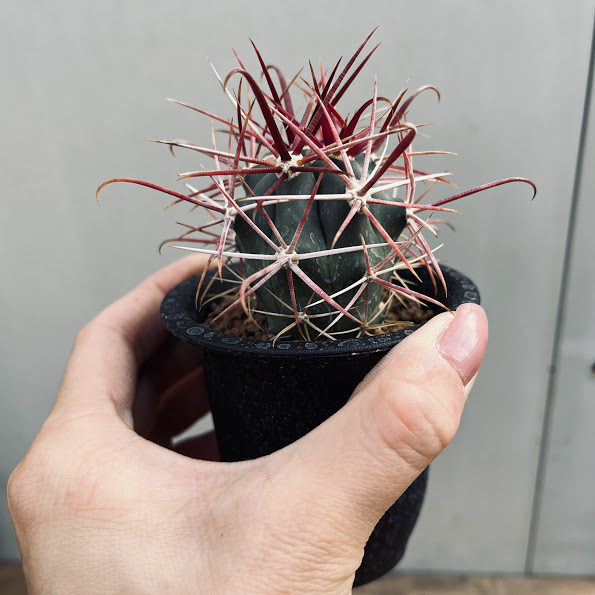 楽天市場】サボテン：フェロカクタス 赤刺金冠竜*幅3cm ☆赤松実生