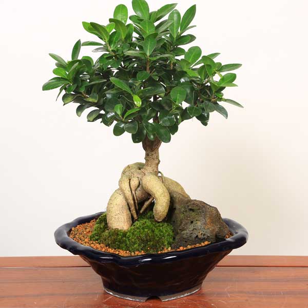 楽天市場】【即日出荷可！】がじゅまる盆栽： 特選ガジュマル(多幸の樹