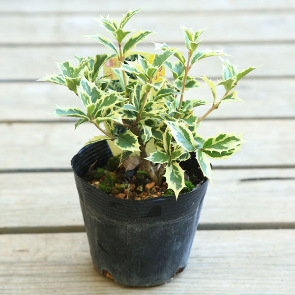 楽天市場】苗：斑入りひいらぎ 五色ひいらぎ*ヒイラギ 柊 : 遊恵盆栽