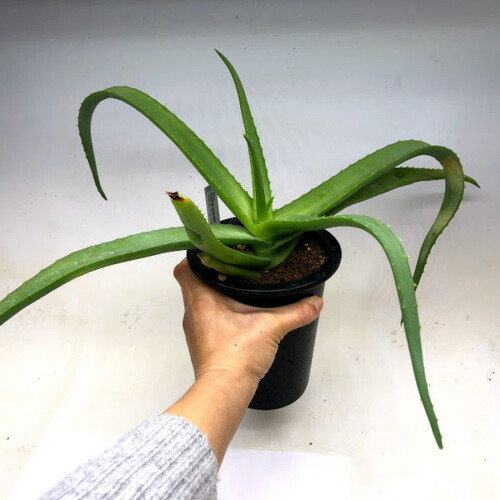 楽天市場】多肉植物：アロエ バンバレニー*幅50cm : 遊恵盆栽 楽天市場店