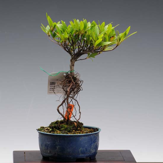 楽天市場】苗：さつき根上がり（桜祝） : 遊恵盆栽 楽天市場店