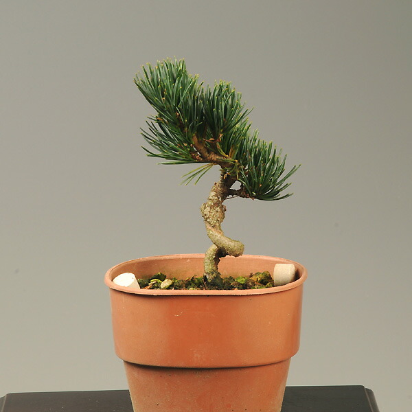 楽天市場】苗：那須五葉松（立性） : 遊恵盆栽 楽天市場店