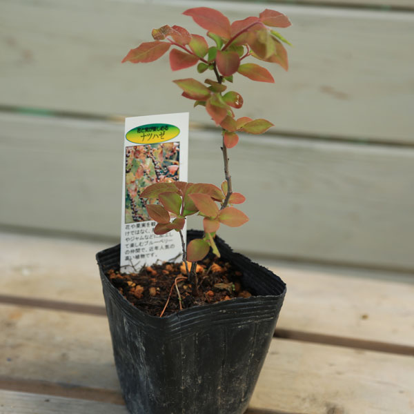 楽天市場】庭木苗：ナツハゼ（なつはぜ）*夏櫨 佐川急便発送 : 遊恵