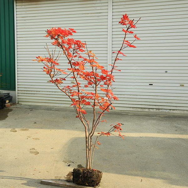 楽天市場】庭木 植木 大人気品種！：コハウチワカエデ（もみじ