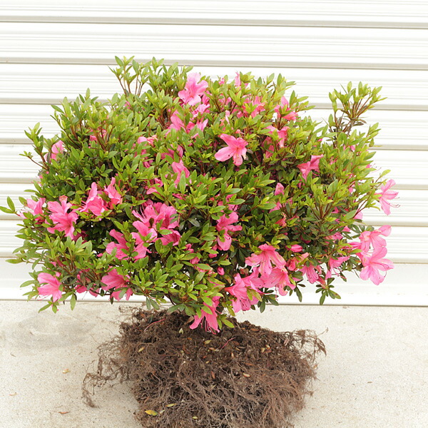 楽天市場】庭木：サツキ（さつき・大盃）* 大株！皐月 : 遊恵盆栽 楽天