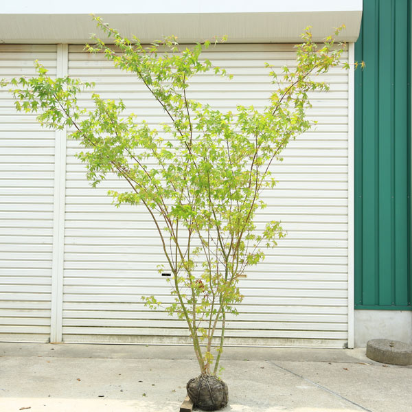 楽天市場】☆送料無料☆ 庭木：イロハもみじ（イロハモミジ）* 株立ち