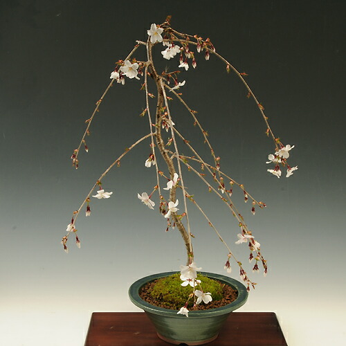 楽天市場】盆栽：しだれ富士桜（一重しだれ桜）*鉢選べます！＜2026