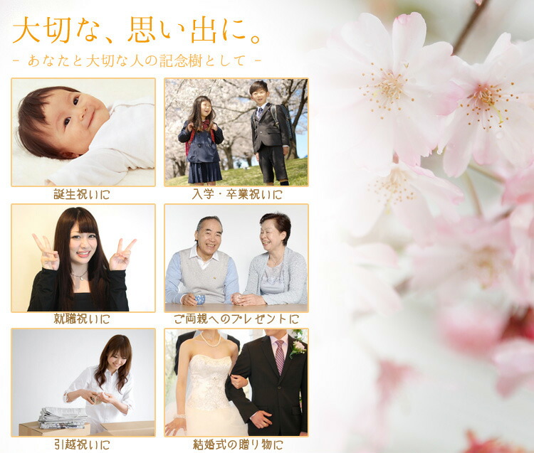 楽天市場】◇楽天1位◇人気桜盆栽：御殿場桜(瀬戸焼三彩鉢)*【2026年春