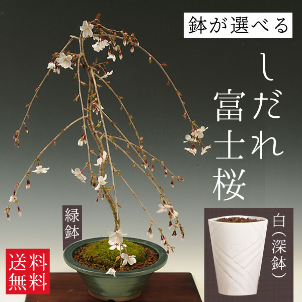 楽天市場】盆栽：しだれ富士桜（一重しだれ桜）*鉢選べます！＜2026