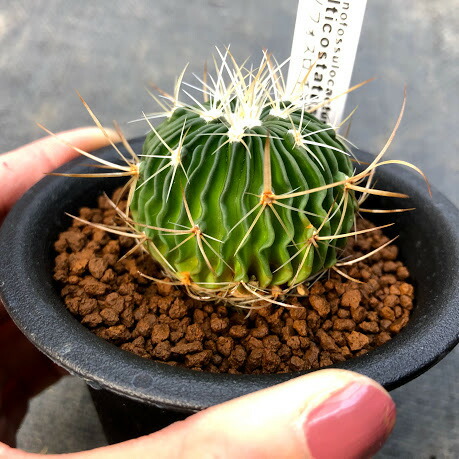 楽天市場】サボテン：エキノフォスロカクタス 千波万波*幅4cm : 遊恵