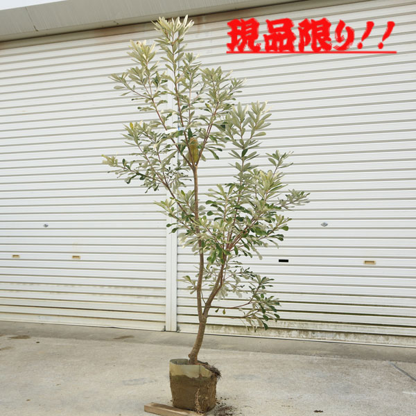 楽天市場】現品庭木 植木：バンクシア コースト*樹高 約150cm 全高