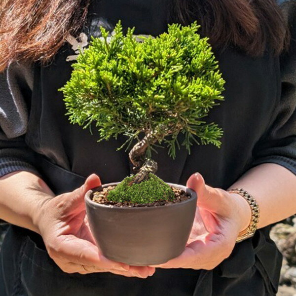 楽天市場】【即日出荷可！】ミニ盆栽：糸魚川真柏（曲・5年生）* (萬古