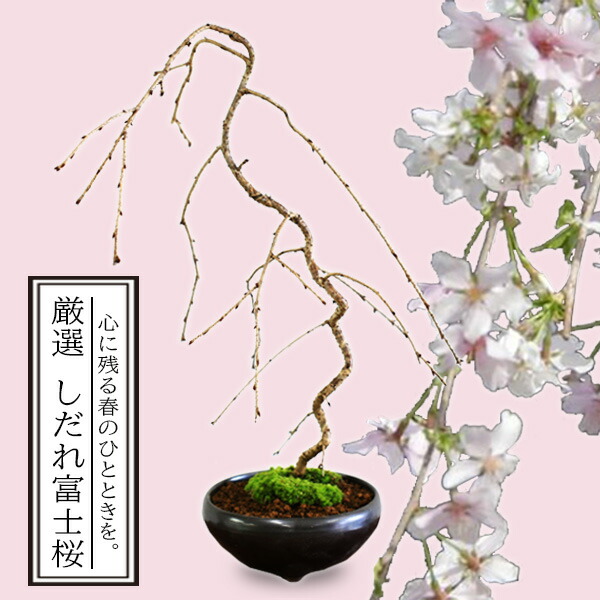 楽天市場】桜盆栽：厳選 しだれ富士桜(瀬戸焼黒鉄鉢)*苔付き【2025年春
