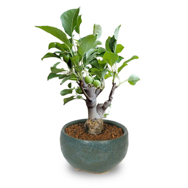 楽天市場】アルプス乙女（盆栽｜花・観葉植物）：花・ガーデン・DIYの通販