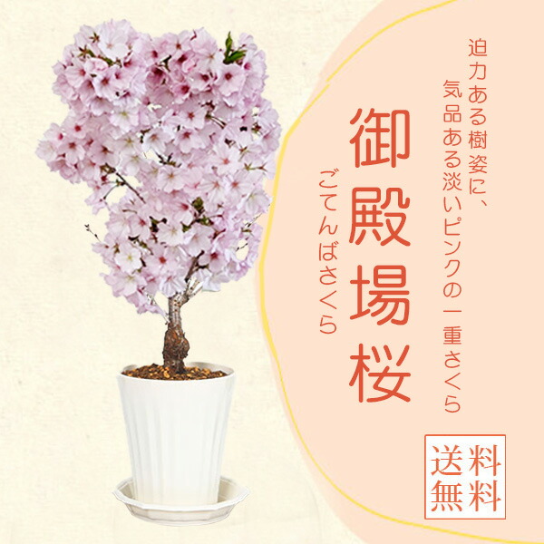 楽天市場】特選庭木・植木：オリーブ（シプレッシーノ）*樹高150cm