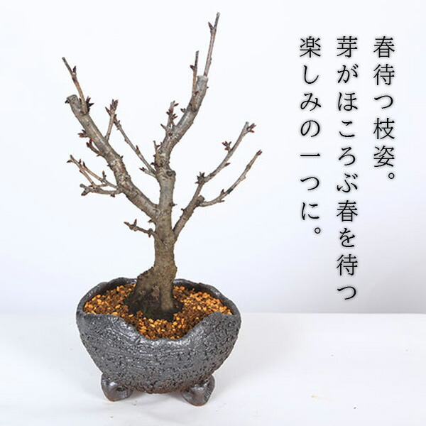 楽天市場】◇楽天1位◇桜盆栽：八重桜(信楽焼鉢)*【2026年春開花