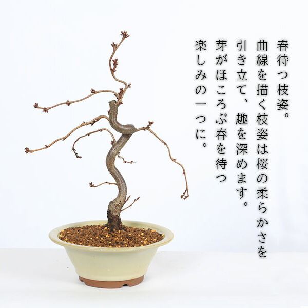 楽天市場】桜盆栽：桜(八重の輝き)(瀬戸焼丸鉢)*Sakura 【2026年春開花