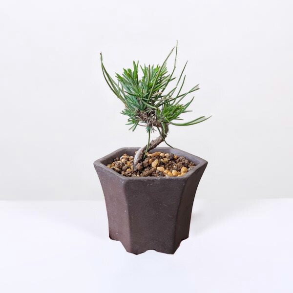 楽天市場】ミニ盆栽：三河黒松*（土物反六角陶器鉢）鉢植え お試し