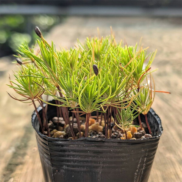 現品 赤松 アカマツ 超特大苗 5mほど 山採り 菅助 楽天市場】苗：赤松