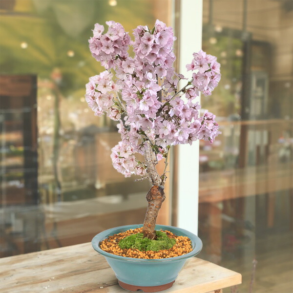 楽天市場】サボテン：コピアポア コルムナアルバ 孤竜丸（こりゅうまる