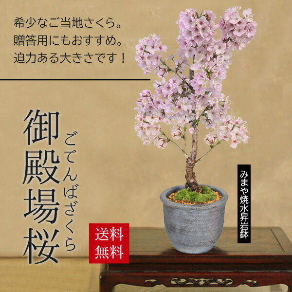 楽天市場】多肉植物：アガベ ラムランナー*幅9cm 現品！一品限り