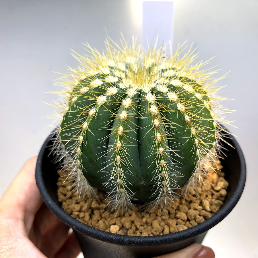 楽天市場】サボテン：エリオカクタス 英冠丸*幅7cm : 遊恵盆栽 楽天市場店