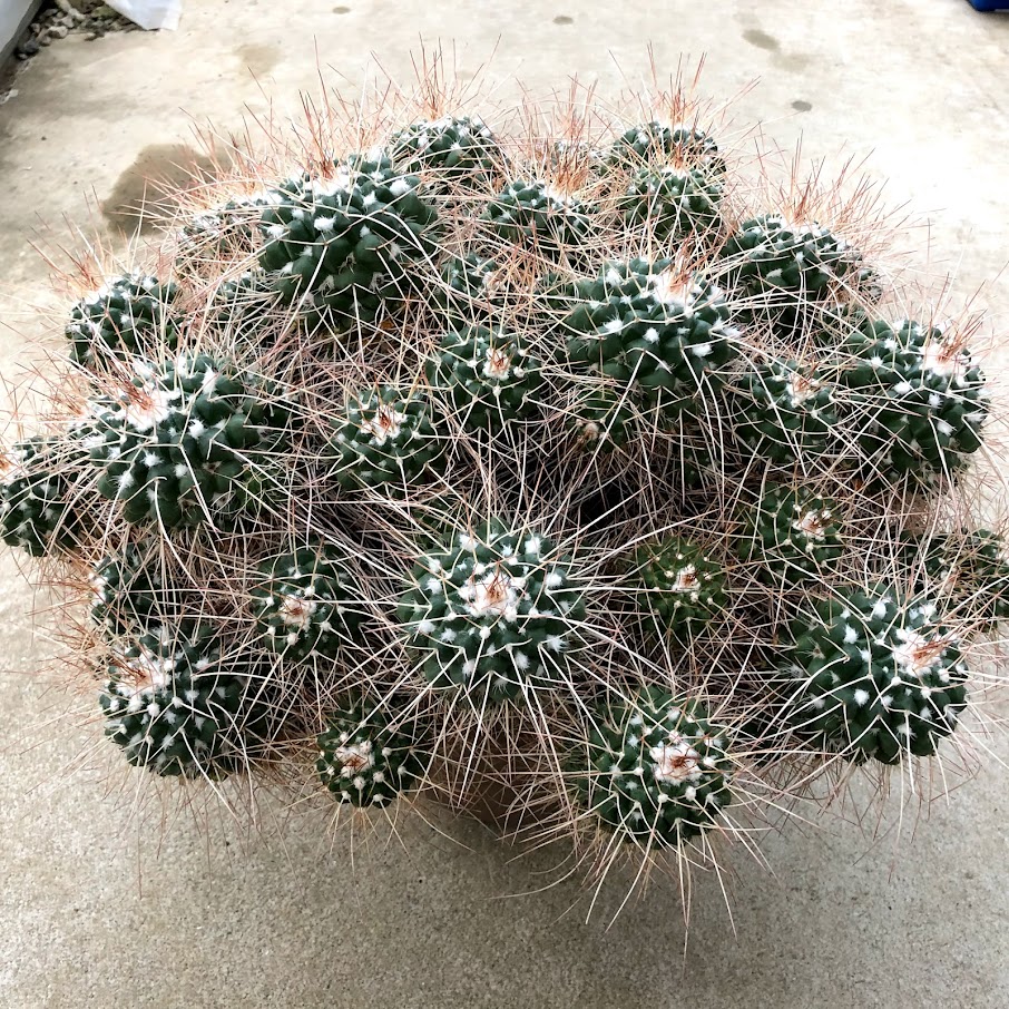 楽天市場】サボテン：マミラリア 白竜丸 群生*幅50cm 現品！一品限り