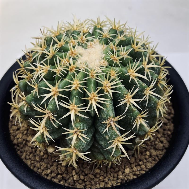 楽天市場】サボテン：エキノカクタス 鷲爪金鯱 実生*幅8.5cm 現品