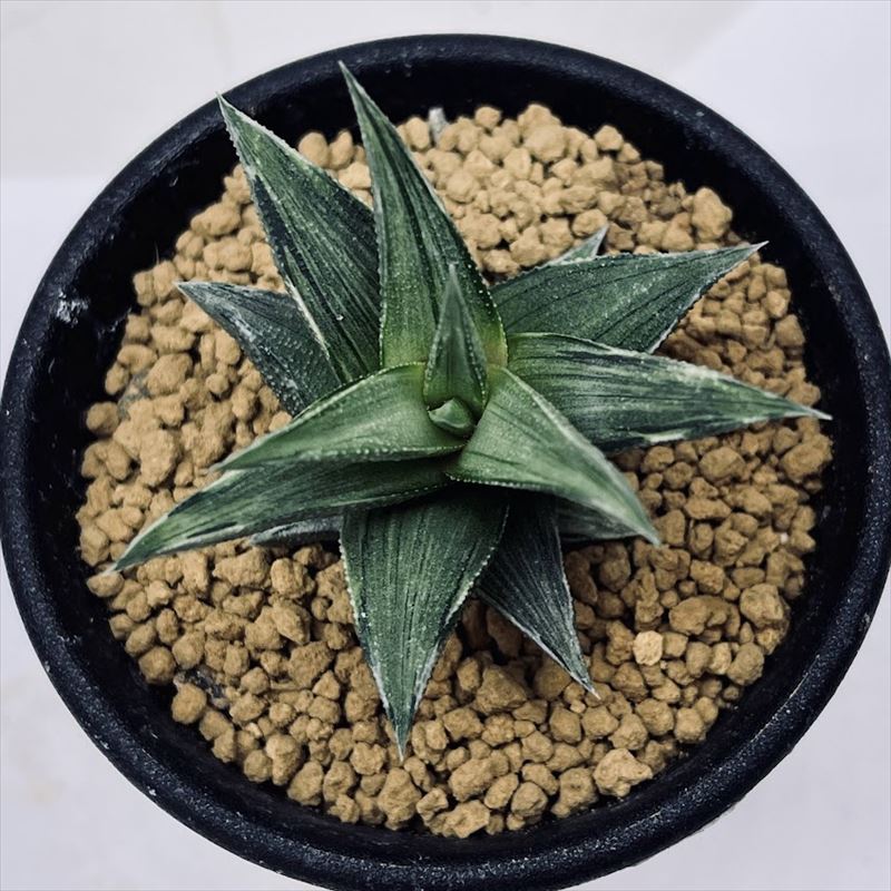 楽天市場】多肉植物：ハオルチア 蛍雪の松錦*S 幅4cm : 遊恵盆栽