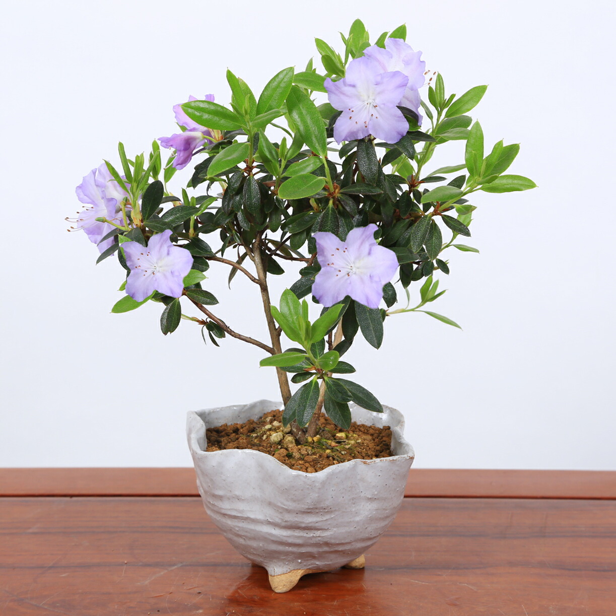 楽天市場】ミニ盆栽：ブルーツツジ*（信楽花型小鉢）＜2025年開花終了