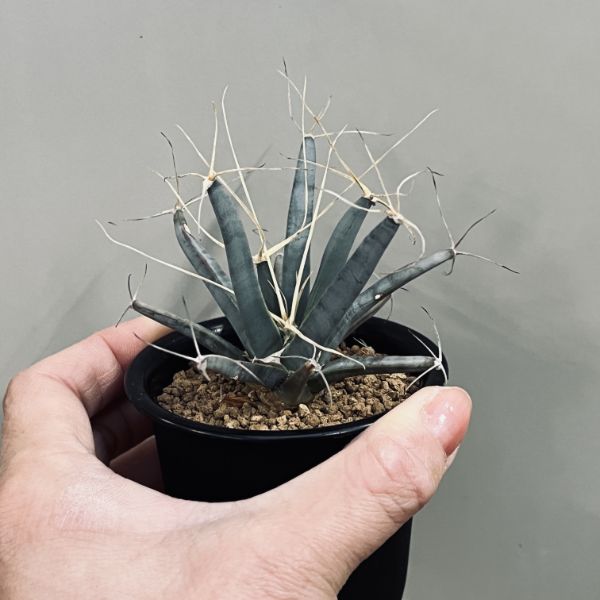 楽天市場】サボテン：レウクテンベルギア 晃山 実生*幅6cm : 遊恵