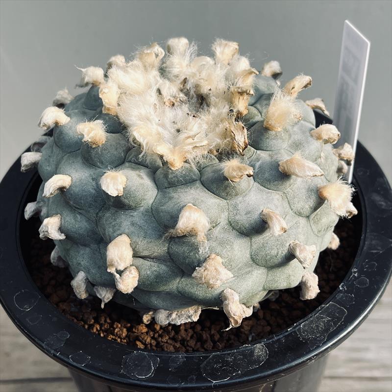 楽天市場】サボテン：ロフォフォラ 銀冠玉 実生*幅9cm 現品！一品