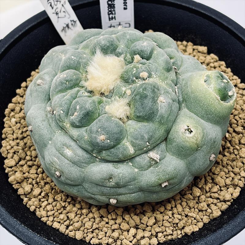 楽天市場】サボテン：ロフォフォラ 銀冠玉 実生*幅8cm 現品！一品