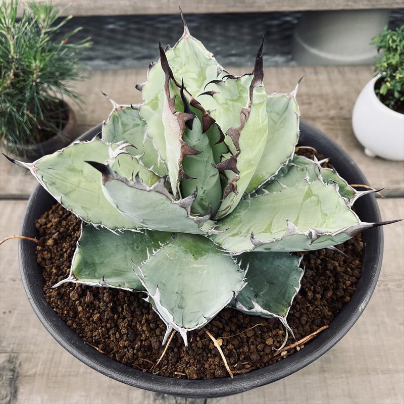 楽天市場】多肉植物：アガベ チタノータ ブラックアンドブルー 実生*幅