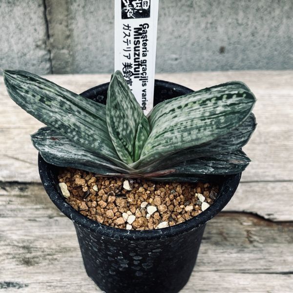 楽天市場】ガステリア 斑の通販