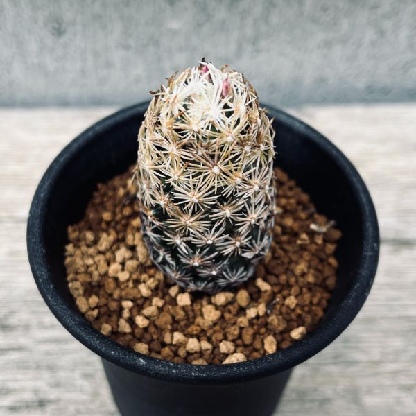 楽天市場】サボテン：エスコバリア ミニマ*S 幅2cm : 遊恵盆栽 楽天市場店