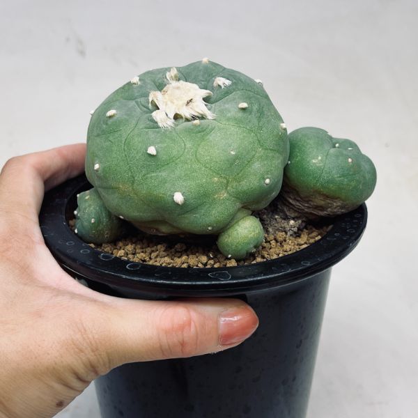 楽天市場】サボテン：ロフォフォラ ディフューサ 翠冠玉*幅13cm 現品