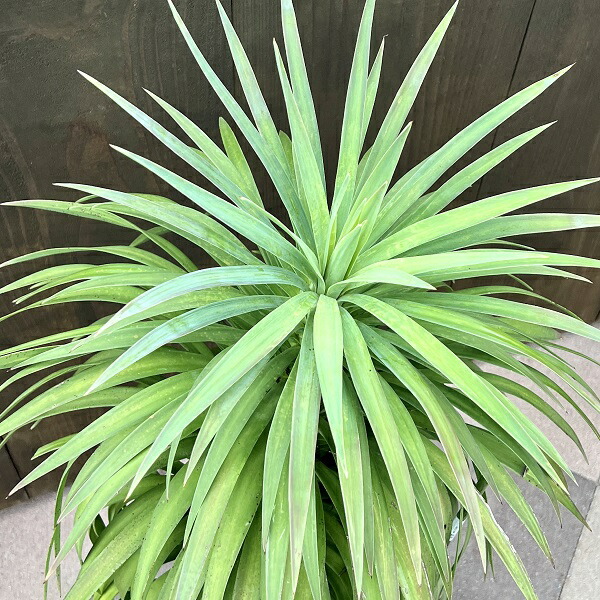 楽天市場】おしゃれ 観葉植物：ユッカ デスメティアーナ*白プラ鉢 現品