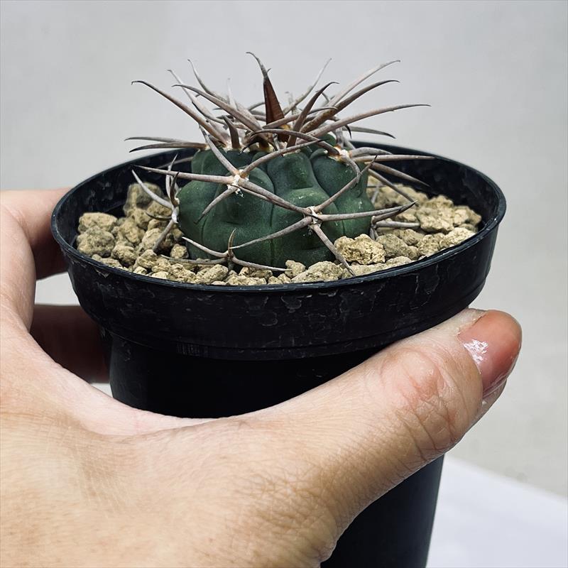 楽天市場】サボテン：ギムノカリキウム フェルシオール 実生*幅3.5cm