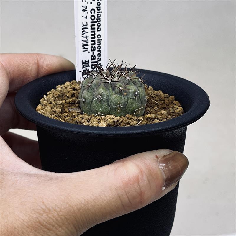 楽天市場】サボテン：コピアポア コルムナアルバ 孤竜丸（こりゅうまる