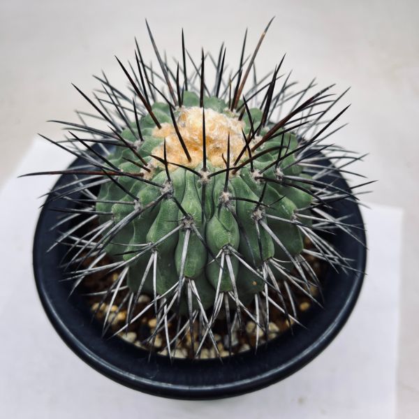 楽天市場】サボテン：コピアポア ハセルトリニアナ 逆鱗丸 ツギ*幅8cm