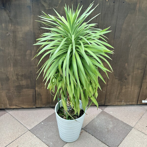 楽天市場】おしゃれ 観葉植物：ユッカ デスメティアーナ*白プラ鉢 現品