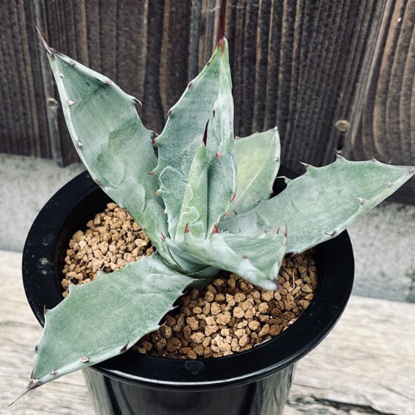 楽天市場】多肉植物：アガベ コロラータ*幅13cm 現品！一品限り : 遊恵