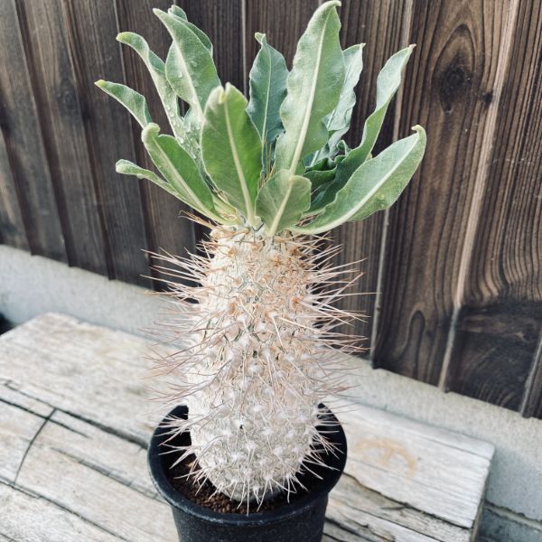 楽天市場】コーデックス：パキポディウム 光堂 実生*塊根幅12cm 現品