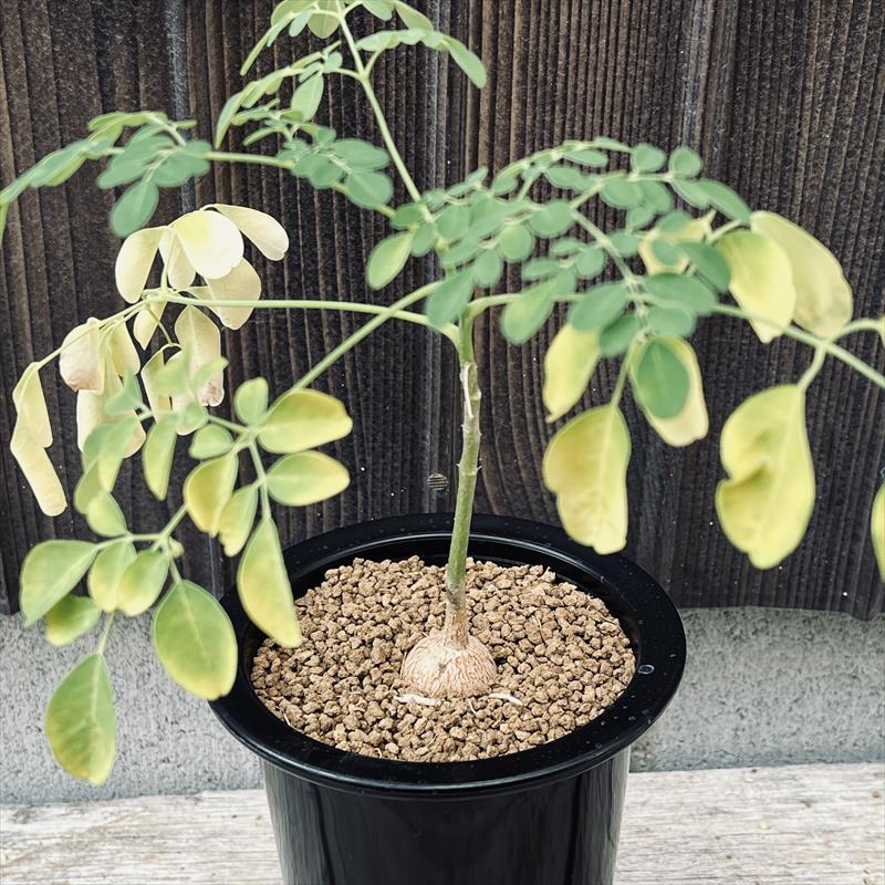 楽天市場】コーデックス：モリンガ オレイフェラ ワサビノキ 実生*葉幅