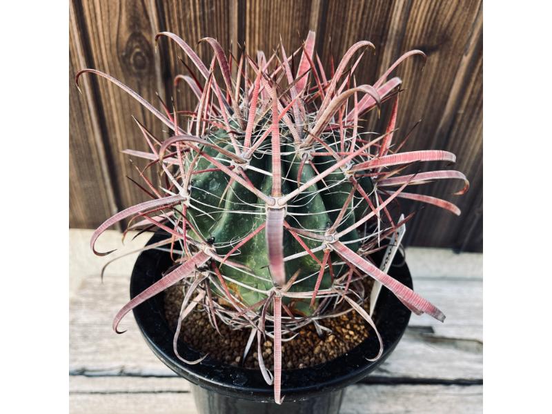 楽天市場】サボテン：フェロカクタス 神仙玉×偉冠玉*幅9cm 現品