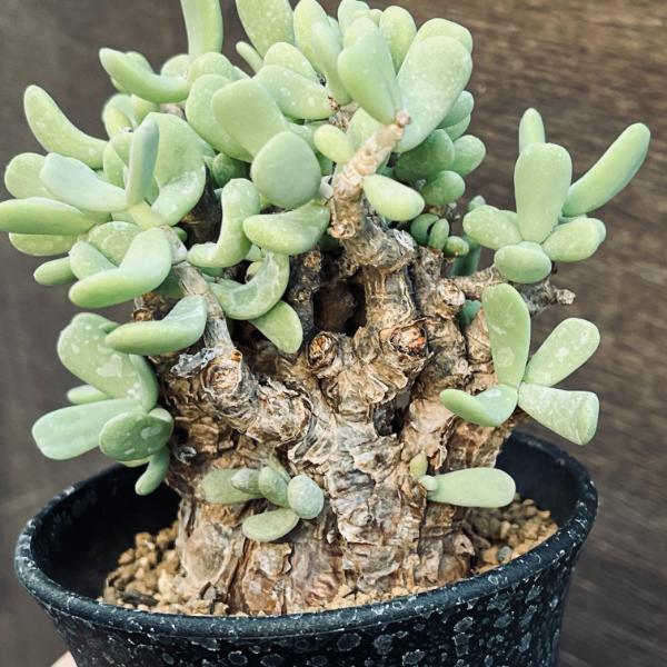 楽天市場】コーデックス：ケラリア ピグマエア 大株*葉幅10cm 現品